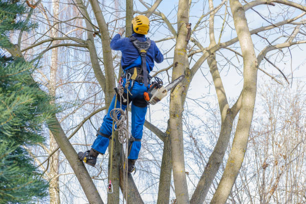 Professional Tree Services in Athens, TN