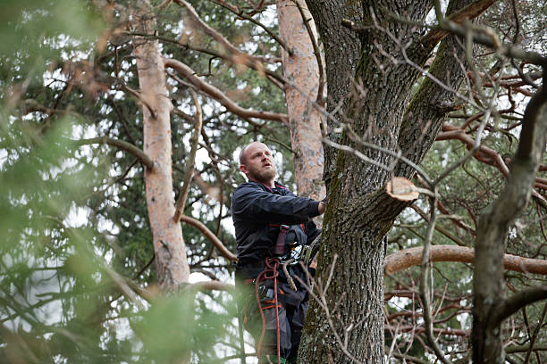 How Our Tree Care Process Works  in  Athens, TN